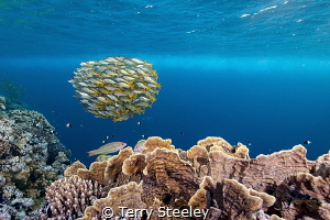 Ehrenberg Snappers, Elphinstone reef.
I'm no fan of scru... by Terry Steeley 